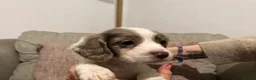Cocker Spaniel dogs for sale: Stunning Working Cocker Spaniel Puppies  in Warrington - Advert 4