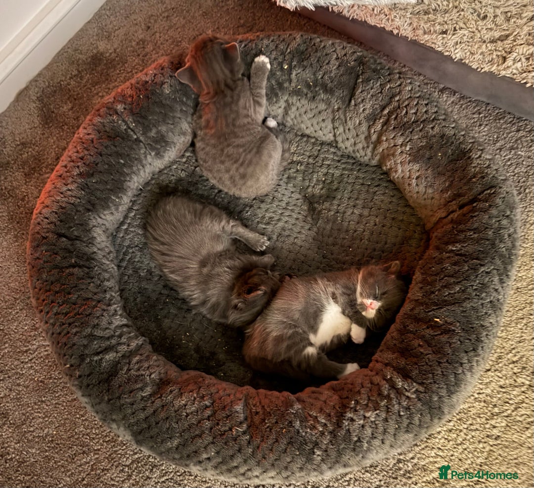 British Shorthair cats for sale: Two beautiful bi colour girls ready for new homes  - Advert 14