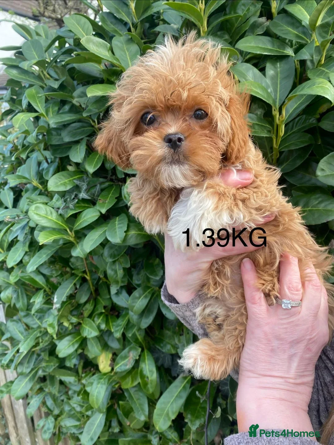 Maltipoo dogs for sale: Toy multipoos Asian lines in Hayes - Advert 1