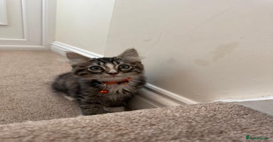 Mixed Breed cats - Advert 9