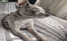 Chihuahua dogs for stud: Chihuahua for stud, grey merle - Image 3