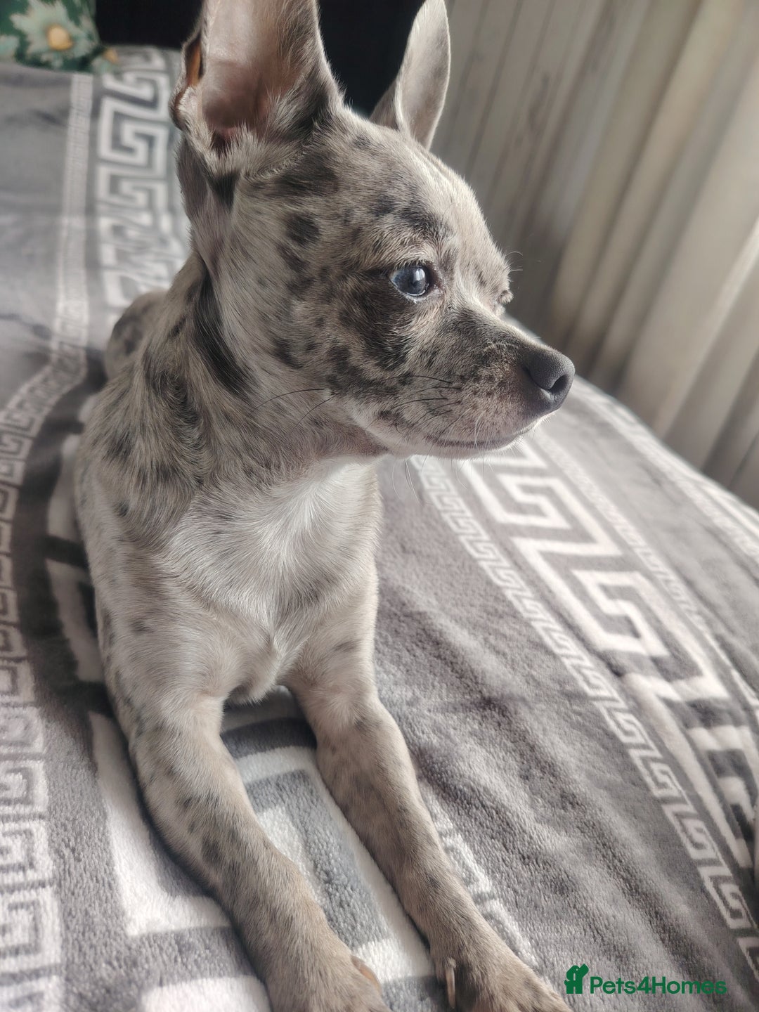 Chihuahua dogs for stud: Chihuahua for stud, grey merle - Image 3