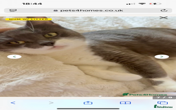 Mixed Breed cats for sale: Beautiful patched tabbies looking for homes  - Image 14