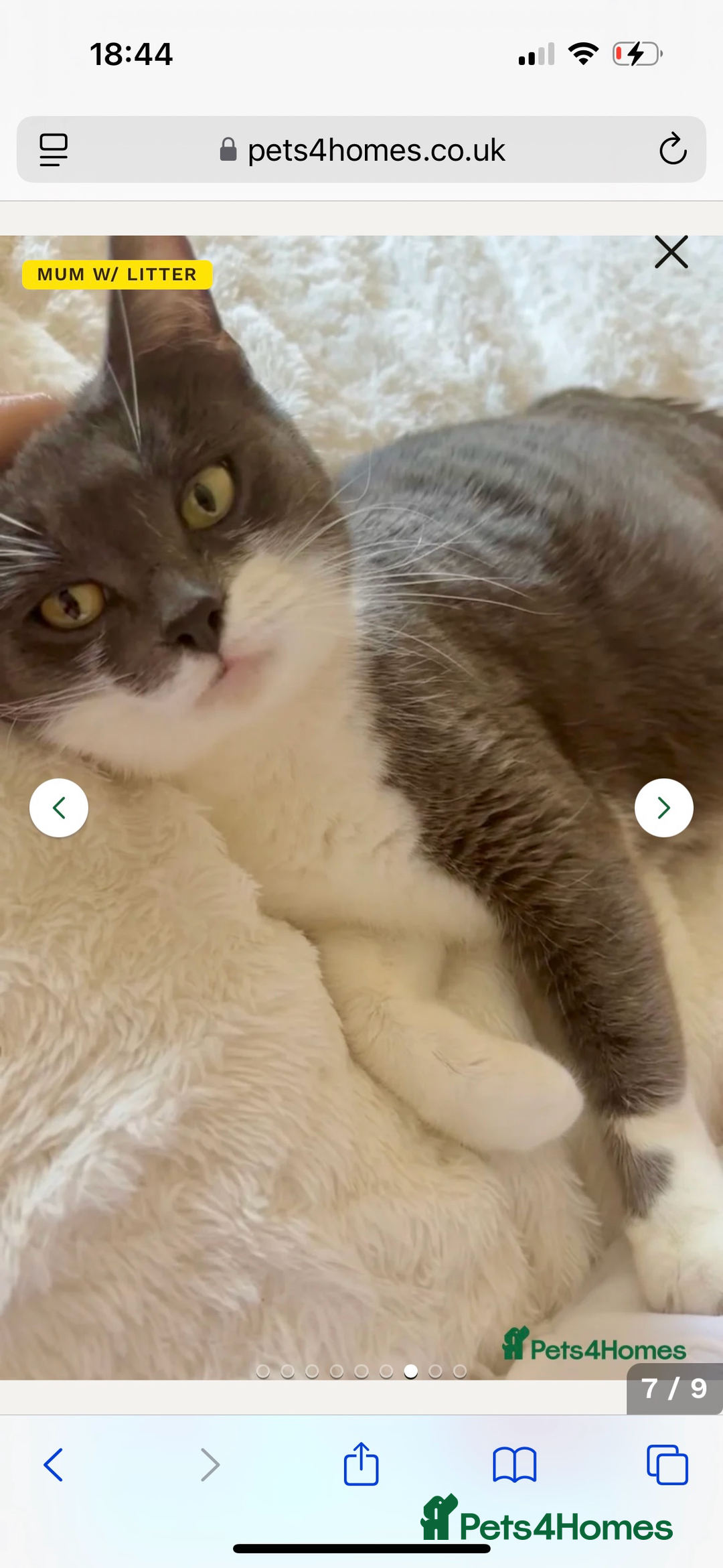 Mixed Breed cats for sale: Beautiful patched tabbies looking for homes  - Image 14