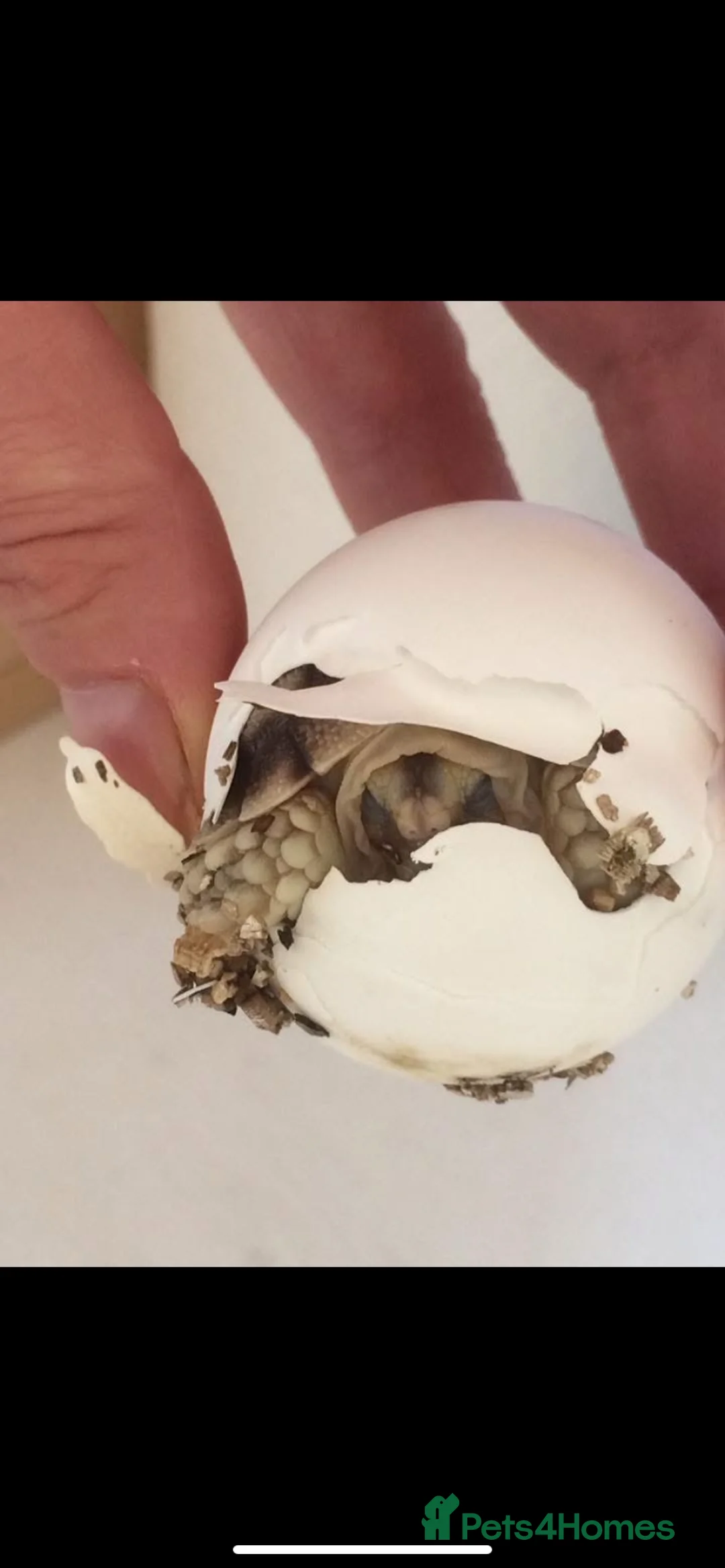 Tortoise reptiles for sale: Sulcata  tortoise hatchlings - Advert 5