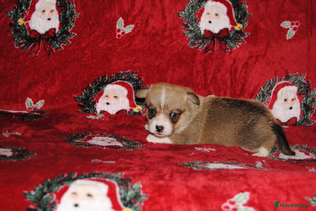 Welsh Corgi Pembroke dogs for sale: Welsh Pembroke Corgi Puppies - Girls Available - Advert 20