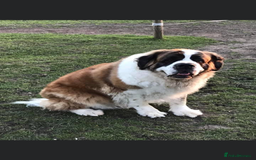 Saint Bernard dogs for sale: Stunning KC reg Saint Bernard puppies  - Image 32