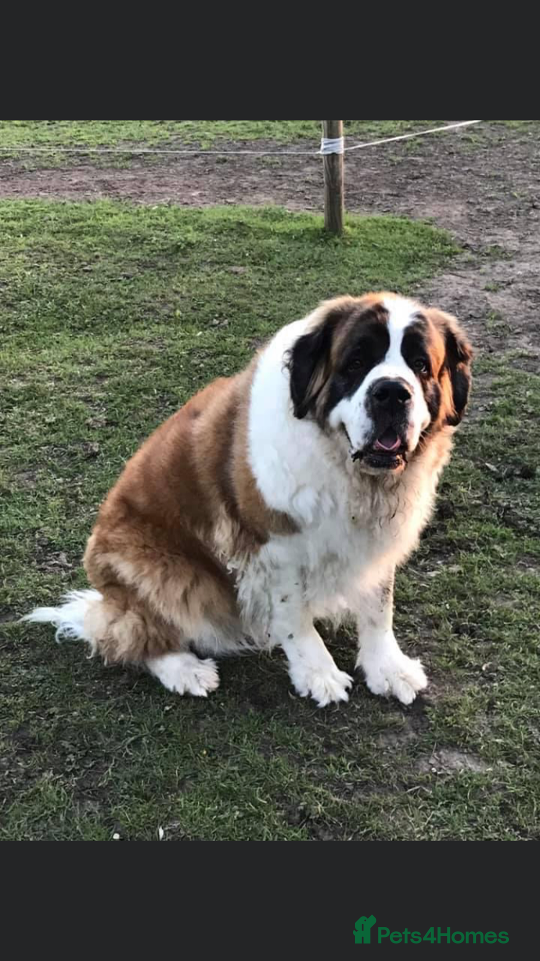Saint Bernard dogs for sale: Stunning KC reg Saint Bernard puppies  - Image 32