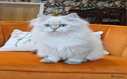 British Longhair cats for sale: Excellent Scottish straight Highland Kittens - Image 16