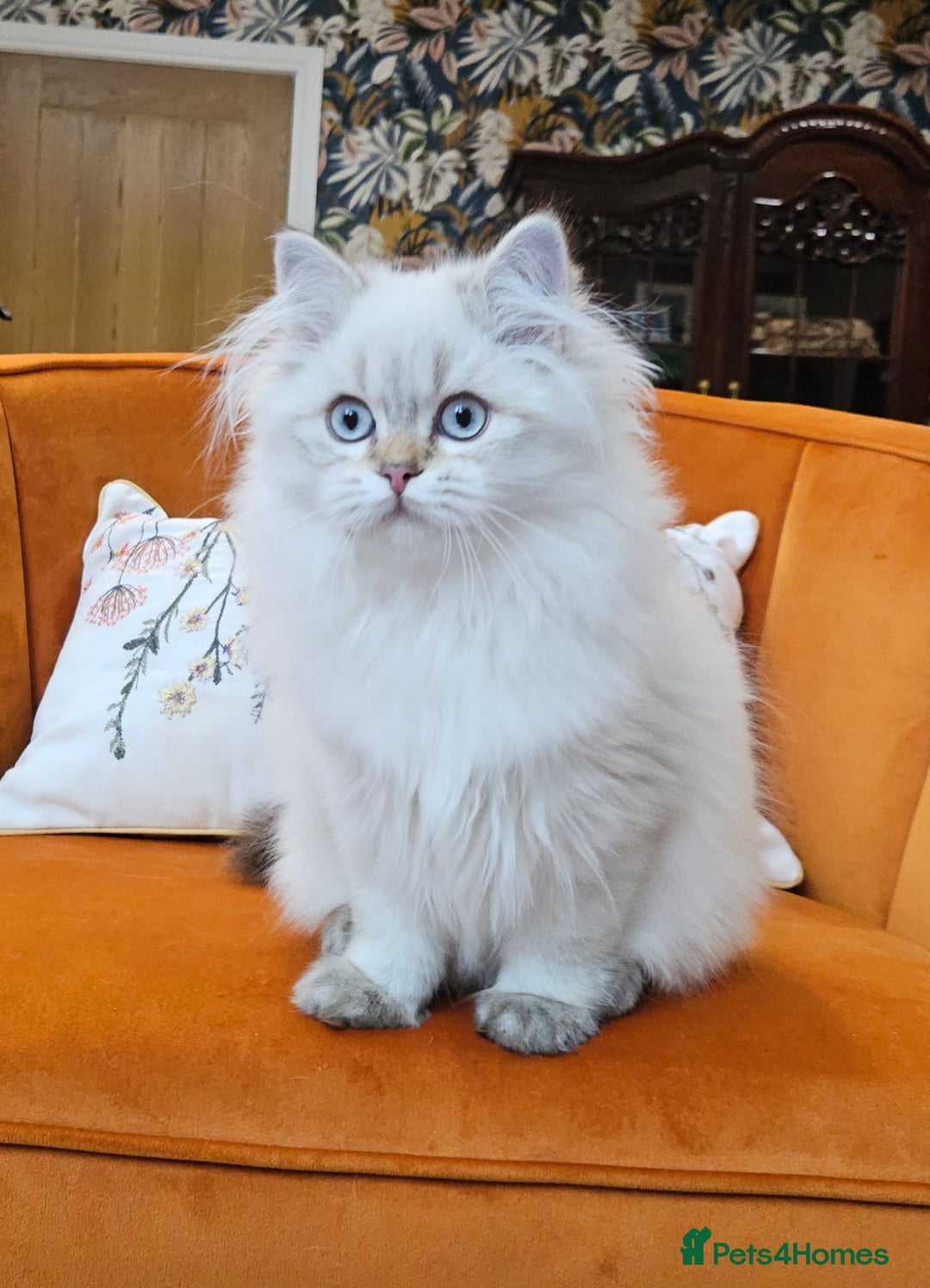 British Longhair cats for sale: Excellent Scottish straight Highland Kittens - Image 16