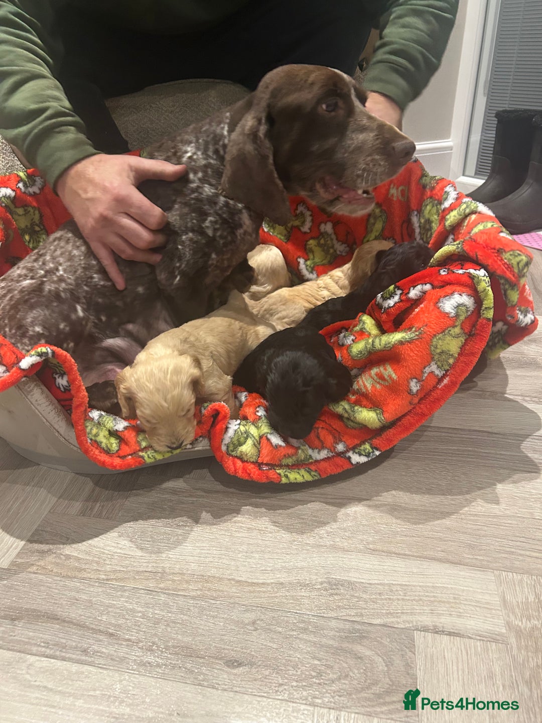 Cockapoo dogs for sale: F1 cockapoo puppies  - Advert 5