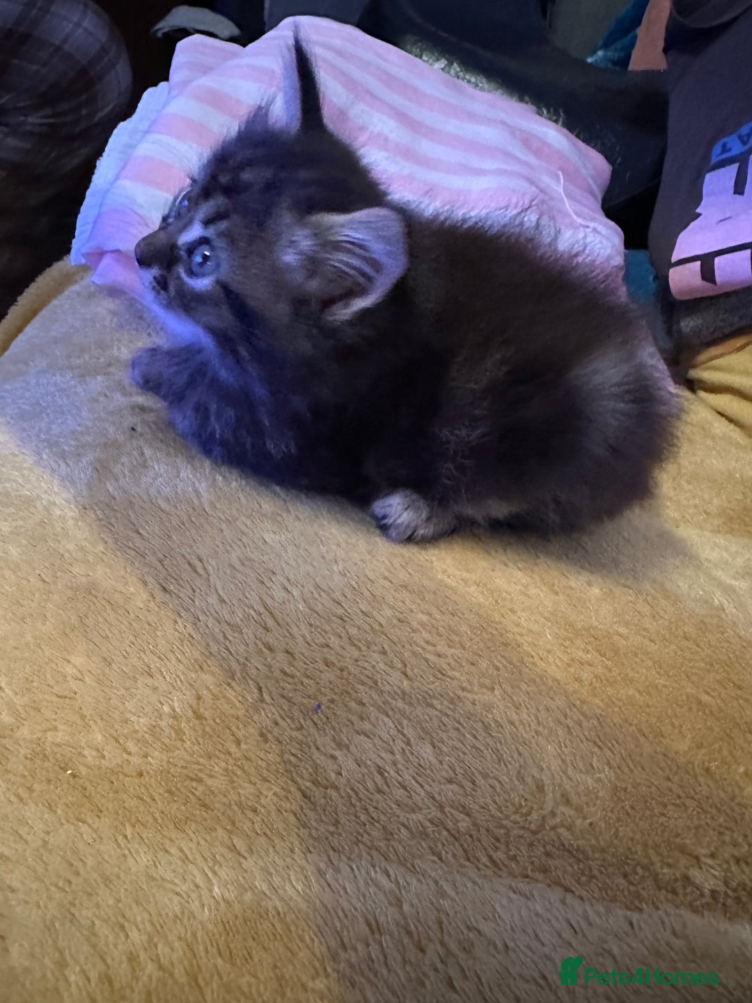 Mixed Breed cats for sale: 3 Half Ragdoll kittens; 2 boys and 1 girl - Advert 13