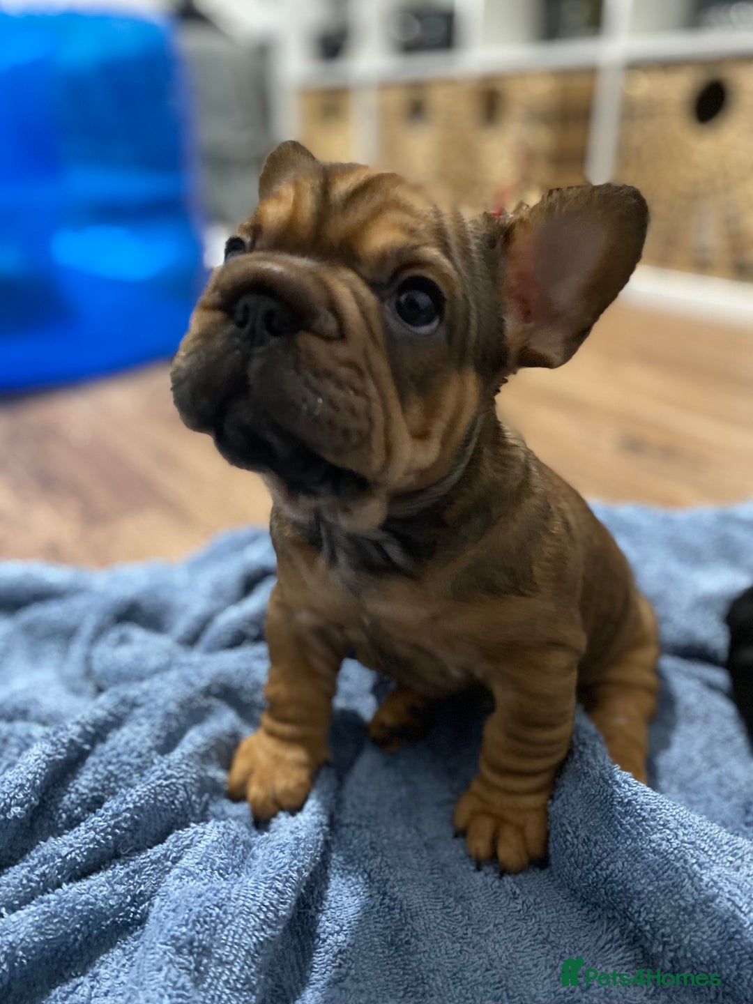 French Bulldog dogs for sale: 🐾 KC FRENCHIE PUPS 🐾 ready to leave last boy   - Advert 6