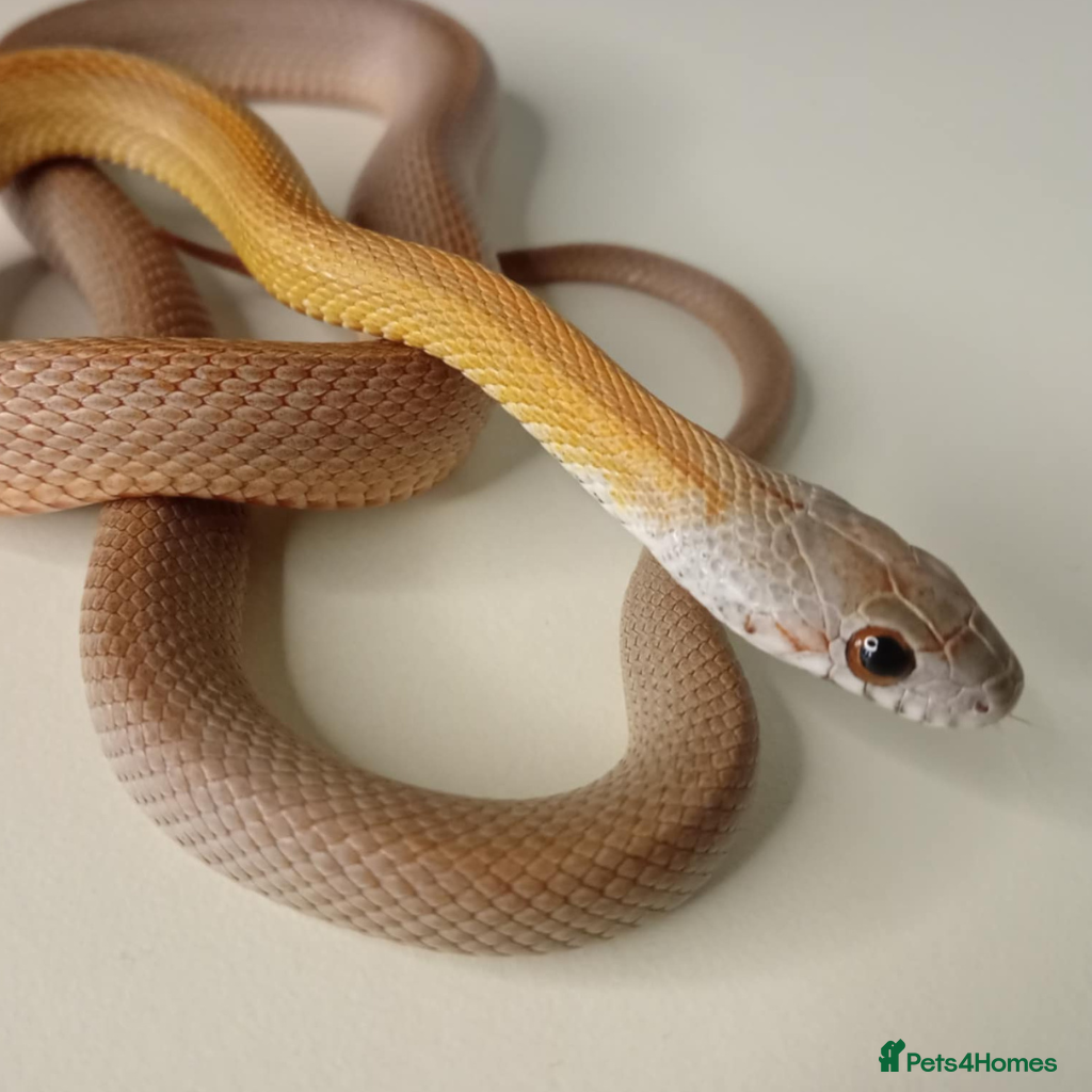 Corn Snake reptiles Corn Snakes Available UKCB25 - Advert 14