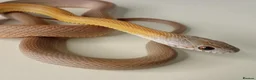 Corn Snake reptiles for sale: Corn Snakes Available UKCB25 - Advert 7