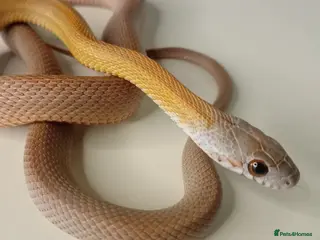 Corn Snake reptiles Corn Snakes Available UKCB25 - Advert 14