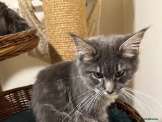 Maine Coon cats - Advert 30