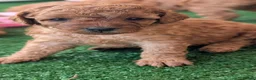 Cavapoo dogs for sale: Stunning extensively health tested Cavapoos in Portsmouth - Advert 16