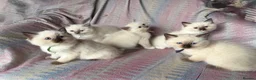 Ragdoll cats for sale: Ragdoll kittens looking for their forever home 💗 - Advert 5