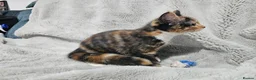 Mixed Breed cats for sale: Stunning kittens READY NOW - Advert 9