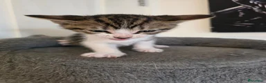 Monty