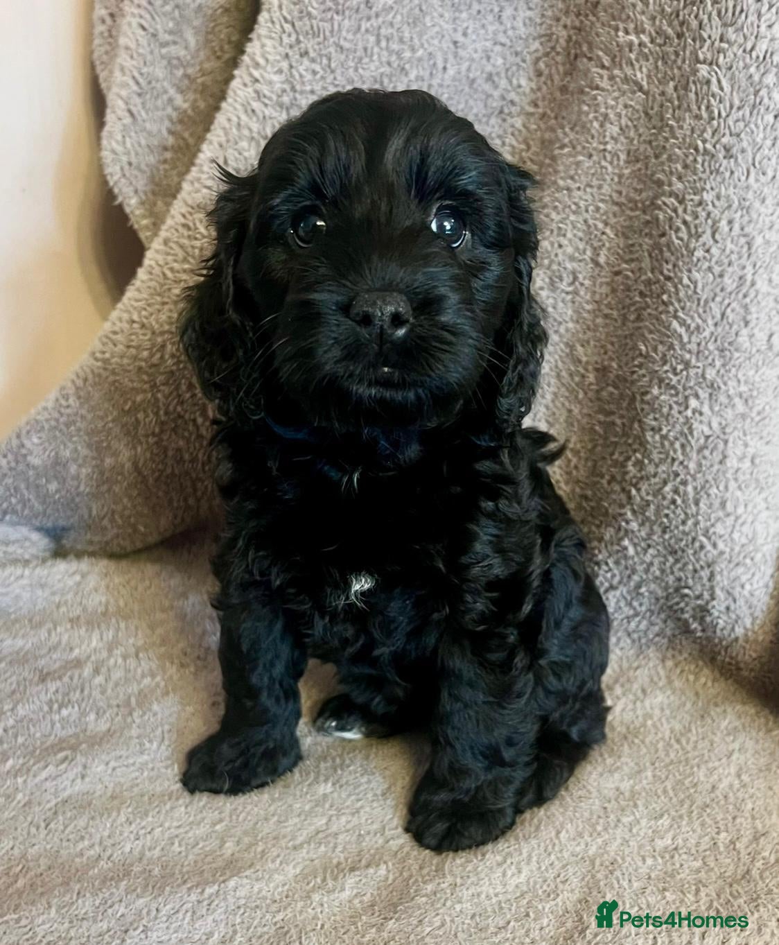 Labradoodle dogs £1250 4 beautiful Labradoodle pups ready Friday.  - Advert 15