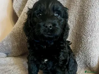 Labradoodle dogs £1250 4 beautiful Labradoodle pups ready Friday. - Advert 15