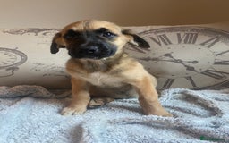 Mixed Breed dogs for sale: Cane corso X Alaskan malamute surprise litter  - Image 24