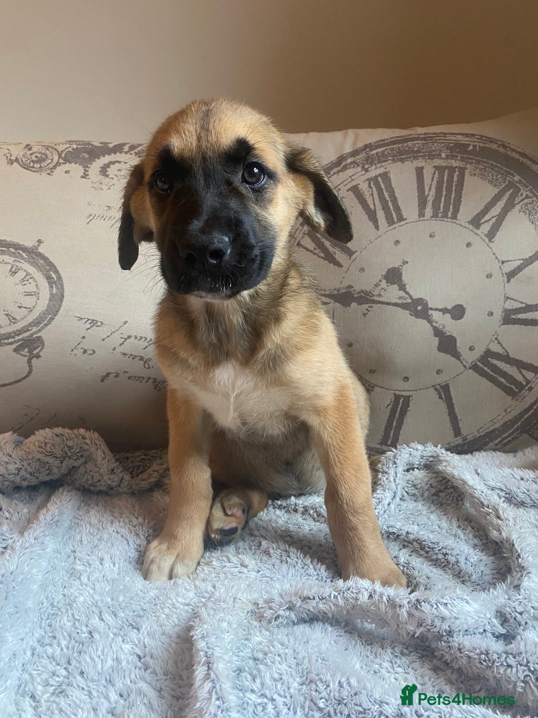 Mixed Breed dogs for sale: Cane corso X Alaskan malamute surprise litter  - Image 24