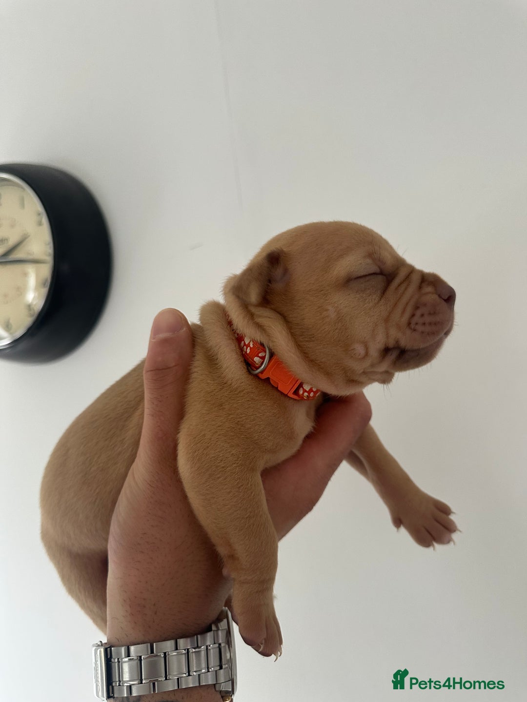 Staffordshire Bull Terrier dogs for sale: Gorgeous Staffy puppy  - Image 2
