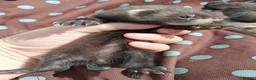 Ferret rodents for sale: Full and Semi angora kits  - Advert 21
