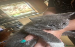 Mixed Breed cats for sale: Blue male with white socks  - Image 16