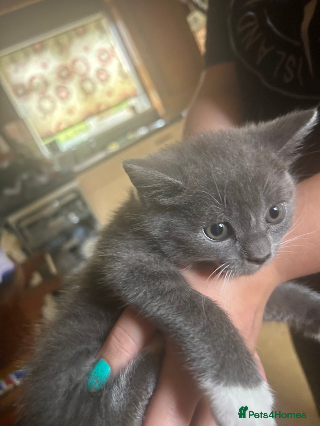 Mixed Breed cats for sale: Blue male with white socks  - Image 16