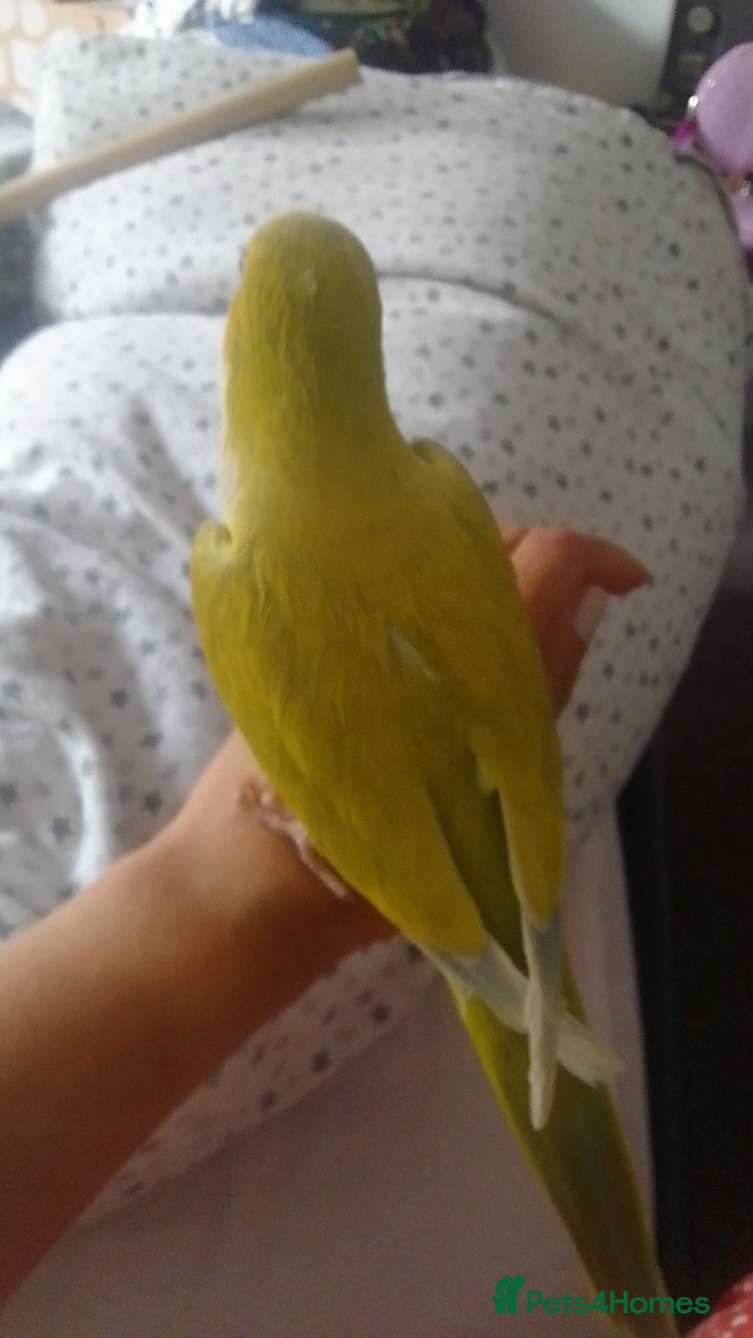 Parakeets birds for sale: Cute Quaker parrots hand reared male and female - Image 29