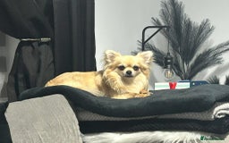 Chihuahua dogs for sale: Chihuahua boy 1 year  - Image 5