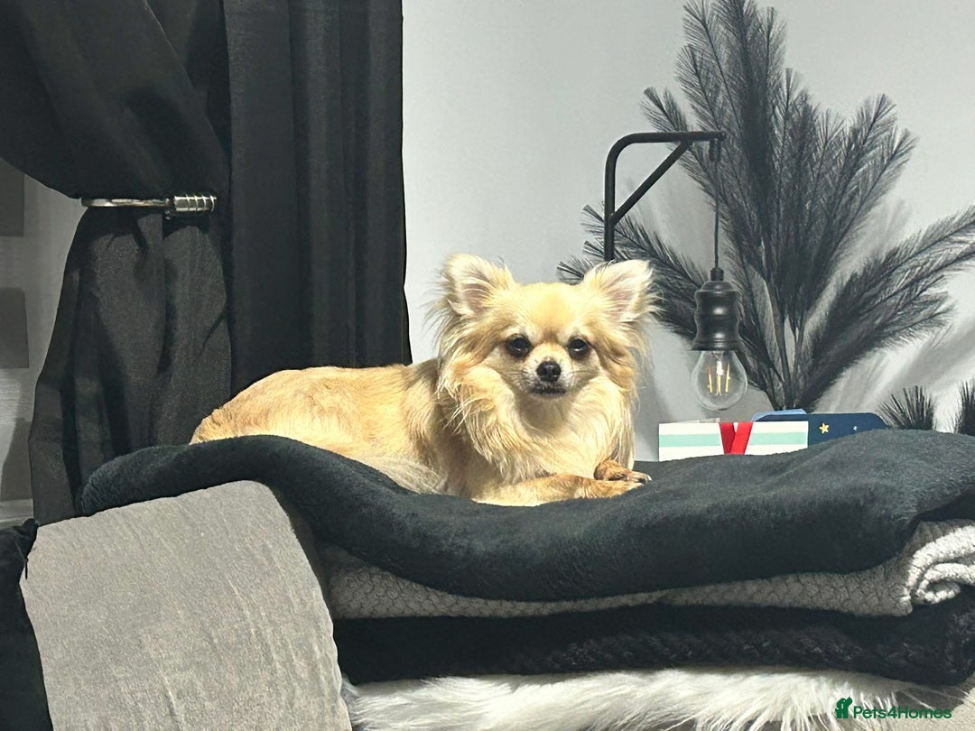 Chihuahua dogs for sale: Chihuahua boy 1 year  - Image 5
