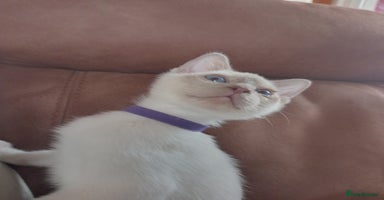 Siamese cats - Advert 12