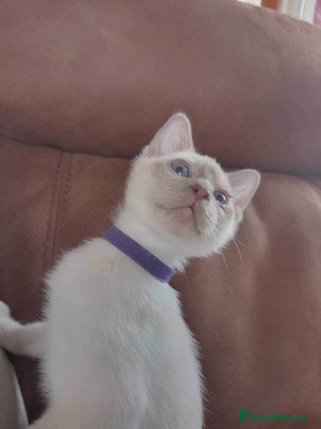 Siamese cats for sale: Beautiful litter of Simease - Image 2