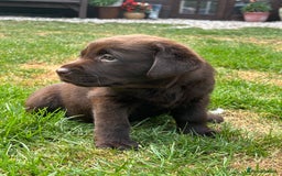 Labrador Retriever dogs for sale: Stunning Show KC Chocolate Labradors  - Image 5