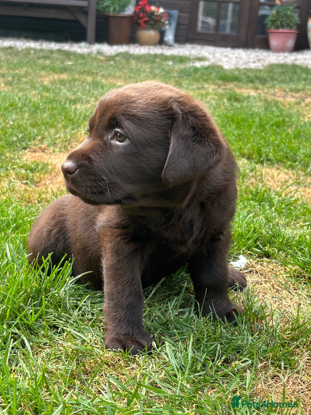 Labrador Retriever dogs for sale: Stunning Show KC Chocolate Labradors  - Image 5