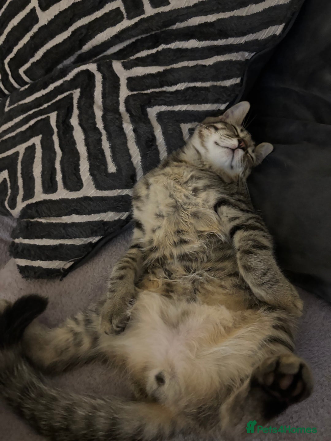 Mixed Breed cats for sale: 5 Month old kitten looking for a new home - Image 2