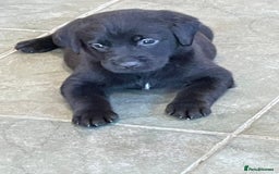 Labrador Retriever dogs for sale: Lovely unexpected litter of Labs - Image 7