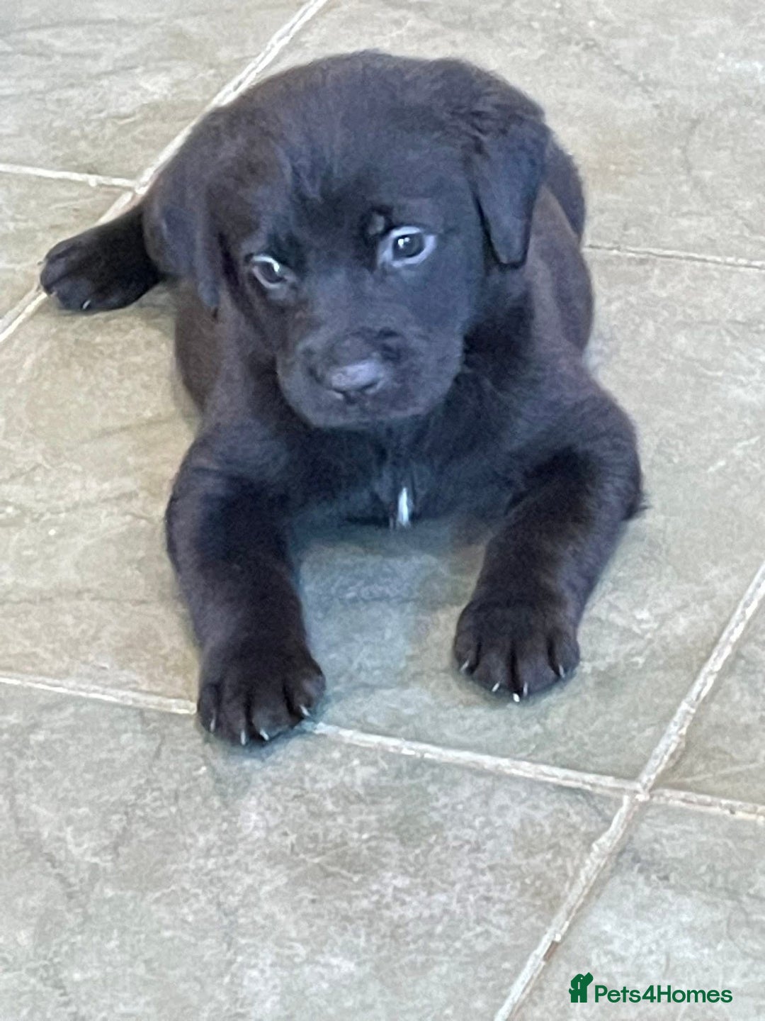 Labrador Retriever dogs for sale: Lovely unexpected litter of Labs - Image 7