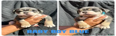 Olde English Bulldogge 12