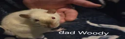 Rat rodents for sale: Baby rats - Advert 2