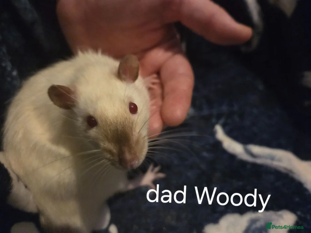 Rat rodents for sale: Baby rats - Advert 2