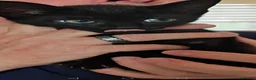 Domestic Shorthair cats for sale: Lovely Domestic short hair kittens  - Advert 6