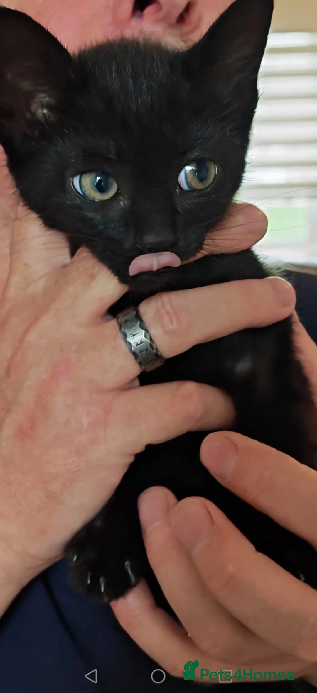 Domestic Shorthair cats for sale: Lovely Domestic short hair kittens  - Advert 6