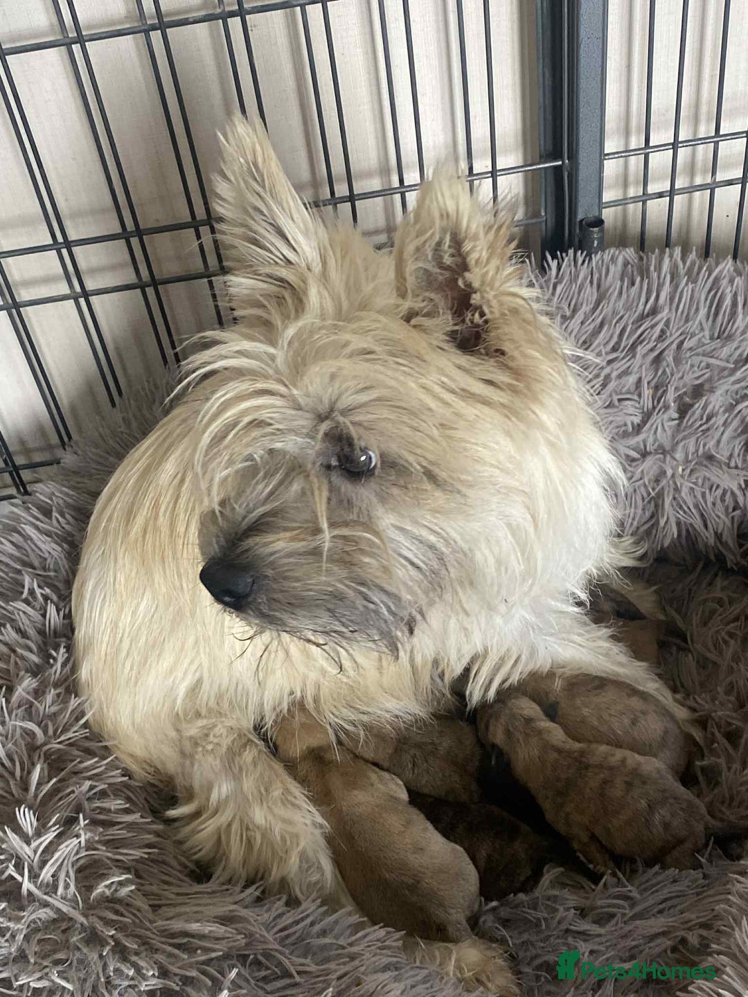 Cairn Terrier dogs for sale: KC reg Cairn Terrier puppies - Image 7