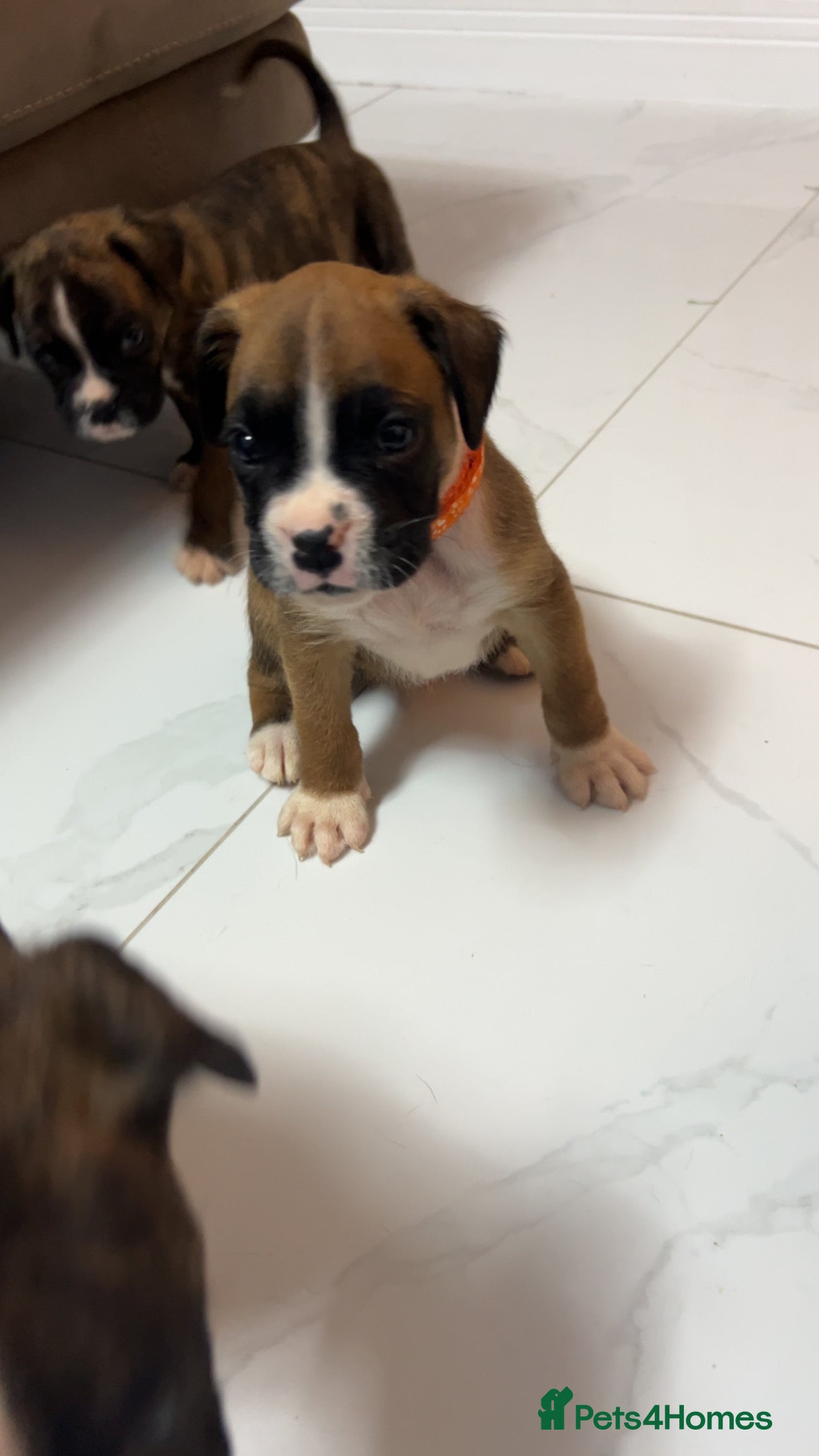 Boxer dogs Kc registered boxer puppies  - Advert 3